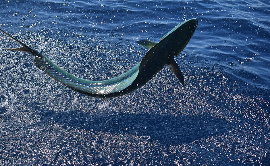 Madagascar, grandi prede ma non solo pesca