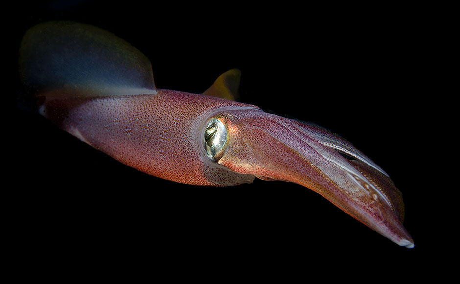 Pesca-in-inverno-Calamari Pescare in inverno? Si può e si deve! Le prede sono tante, ecco le 12 migliori e come catturarle