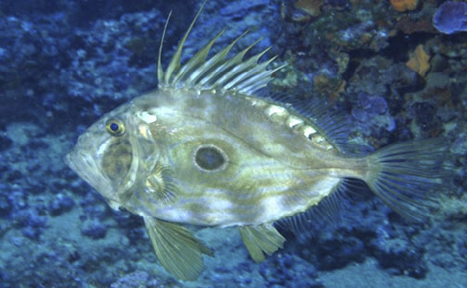 Pesca-in-inverno-San-Pietro Pescare in inverno? Si può e si deve! Le prede sono tante, ecco le 12 migliori e come catturarle