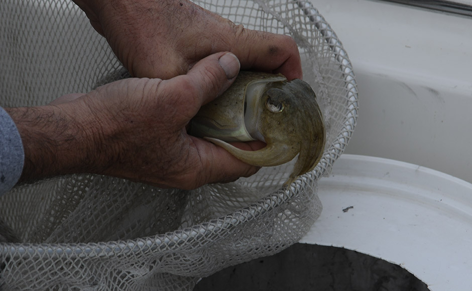 Pesca-in-inverno-Seppia-2 Pescare in inverno? Si può e si deve! Le prede sono tante, ecco le 12 migliori e come catturarle