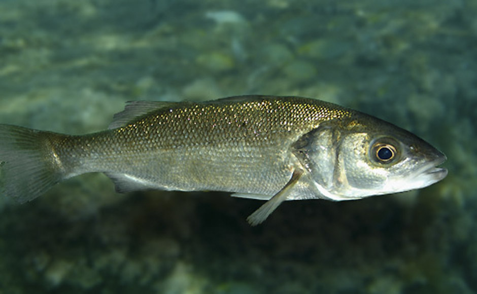 Pesca-in-inverno-Spigola Pescare in inverno? Si può e si deve! Le prede sono tante, ecco le 12 migliori e come catturarle