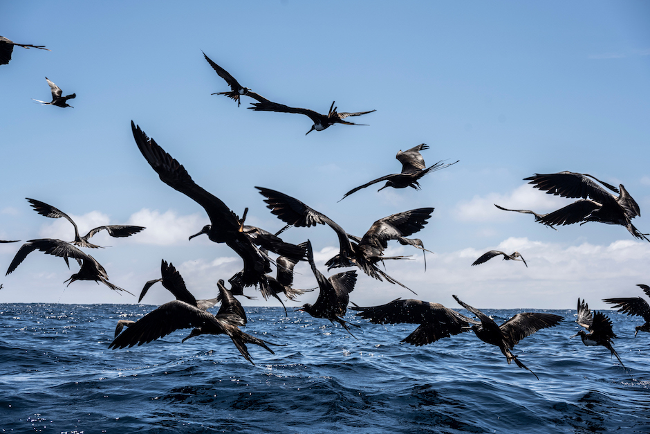 Mangianza degli uccelli.